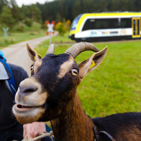 Ausflug ins Grüne mit der SWEG Bahn